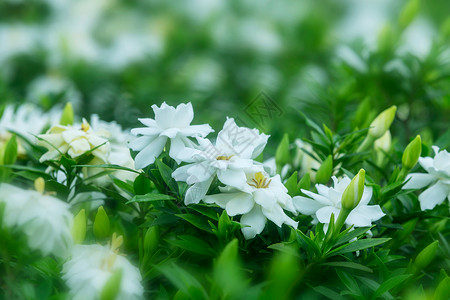 白色清新墨迹栀子花清新花开背景