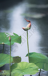 夏天的南京玄武湖荷花珍品并蒂莲背景图片