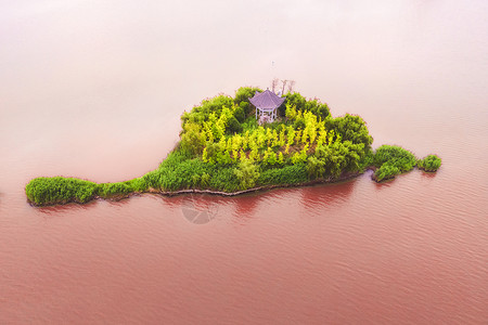 粉色湖泊4A风景区焦岗湖国家湿地公园图片