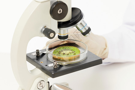 科学用耳营养师用显微镜检验猕猴桃特写背景