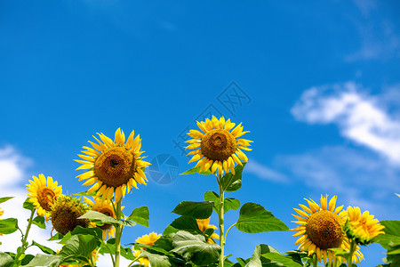 盛夏防晒夏天向日葵背景