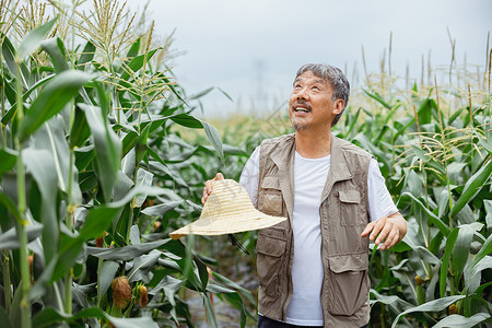 站在玉米地里的农民形象图片