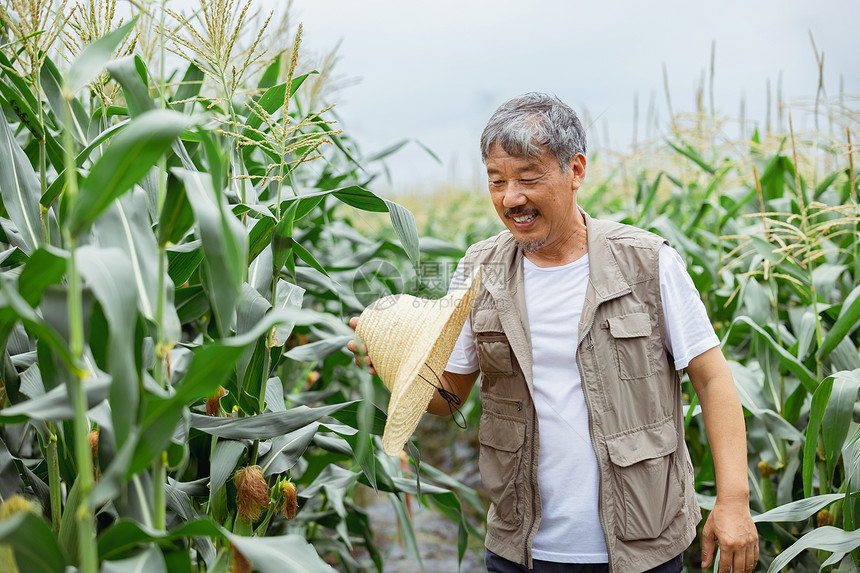 在玉米地里的农民形象图片