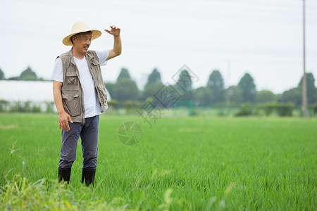走在水稻间的农民伯伯图片