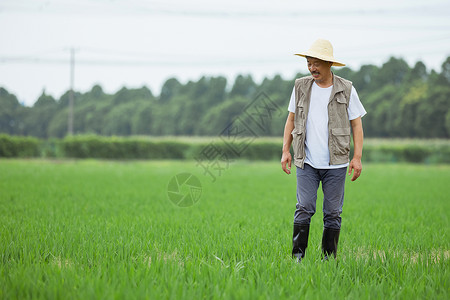 走在水稻间的农民伯伯图片