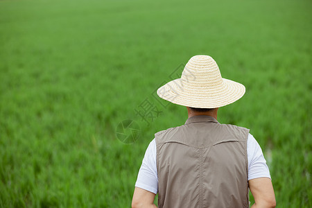 眺望稻田的农民背影图片