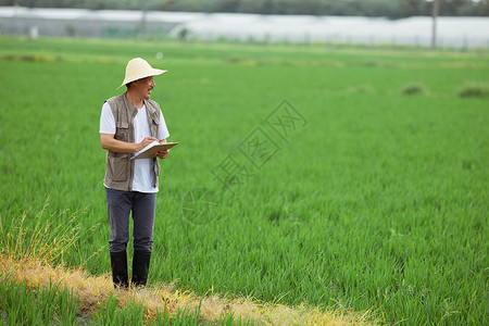农民在水稻田里图片