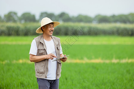 走在水稻间的农民图片