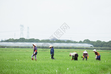 插秧耕种的农民远景图片