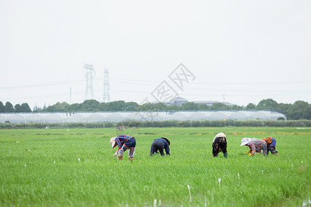 科学耕种插秧耕种的农民远景背景