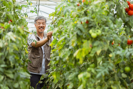 在蔬菜大棚种植蔬菜的农民大叔图片