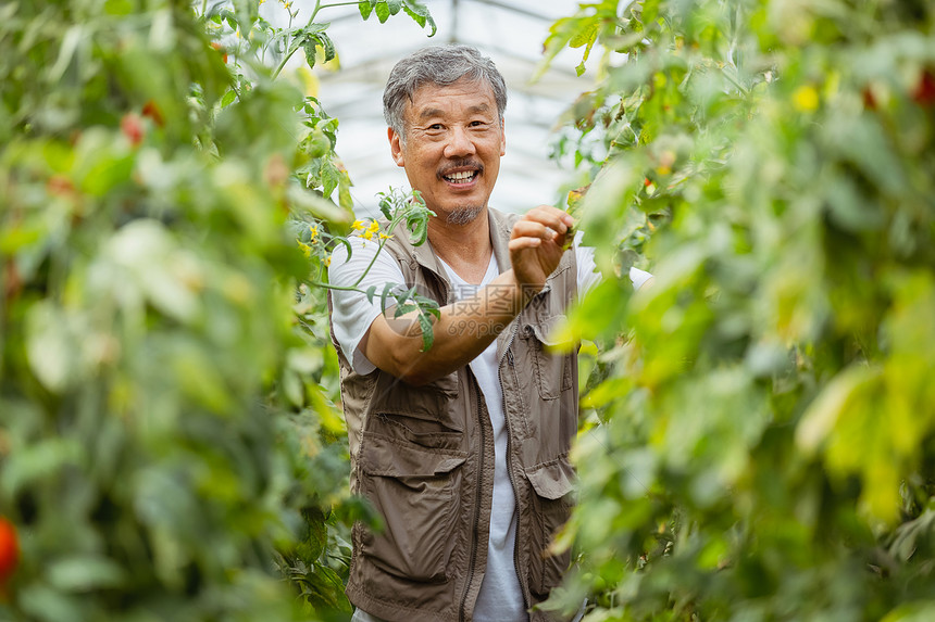 在蔬菜大棚种植蔬菜的农民大叔图片