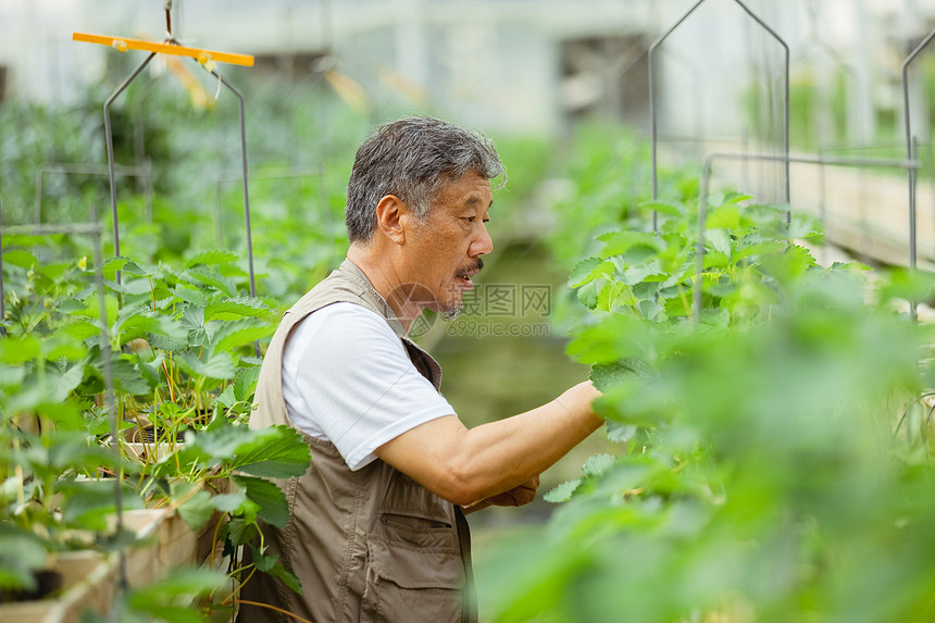 在蔬菜大棚种植蔬菜的农民大叔图片