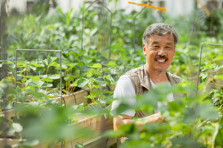 在蔬菜大棚种植蔬菜的农民大叔图片