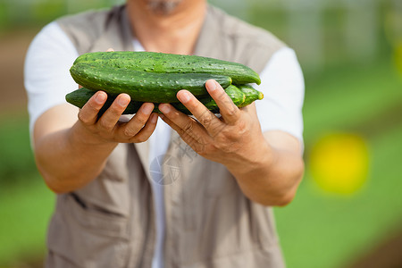 农民手捧蔬菜黄瓜手部特写背景图片
