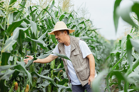 在玉米地里的农民形象图片