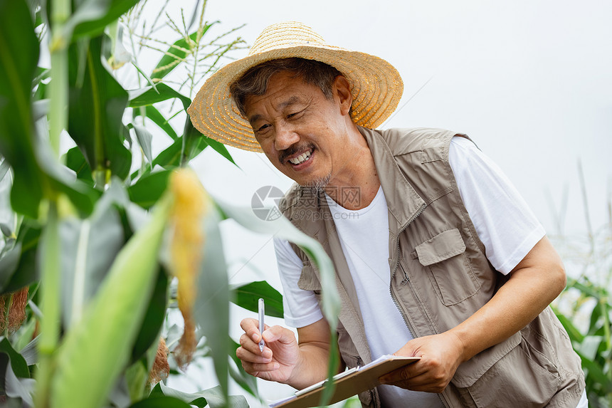 在玉米地里观察农作物的农民形象图片