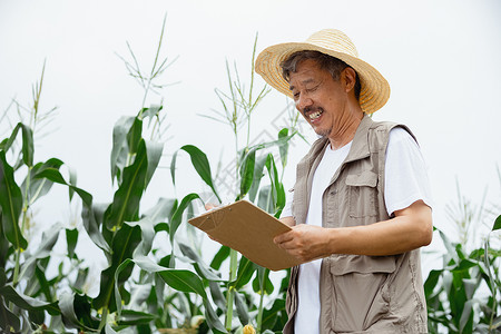 玉米地里农民记录种植情况图片