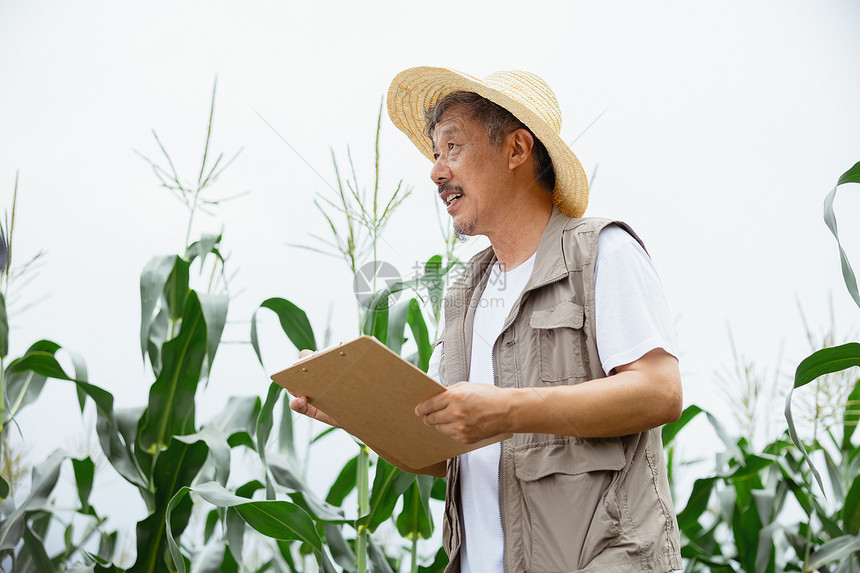 玉米地里辛劳的农民图片