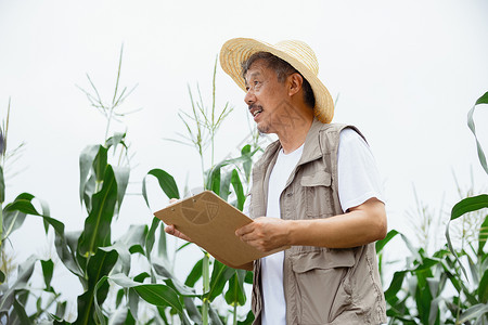 玉米地里辛劳的农民背景图片