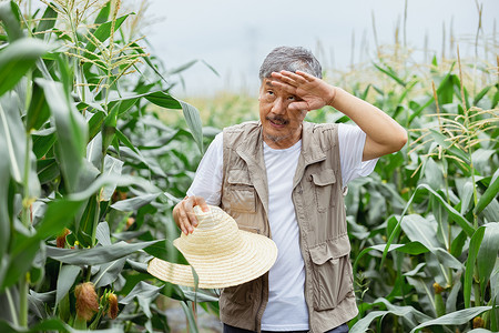 玉米地里擦汗的农民背景图片