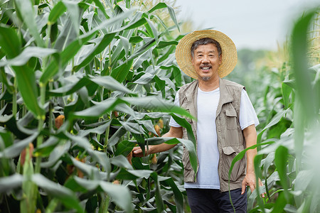 农作物产地种植玉米的农民形象背景