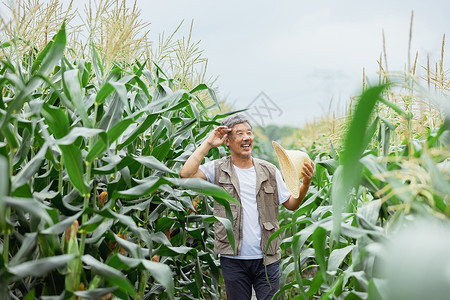 农民擦汗在玉米地里擦汗的农民形象背景