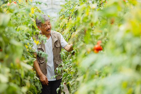 农民观察种植蔬果图片