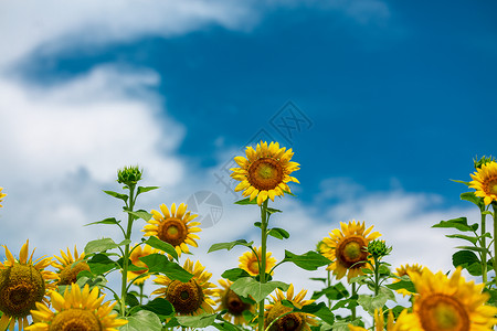 手绘黄花向日葵向日葵背景