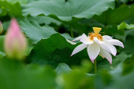 夏日荷花莲花中国高清图片