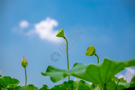 夏至白莲子绿莲蓬荷花莲蓬背景