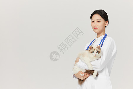 猫盯着女性宠物医生抱着布偶猫咪背景
