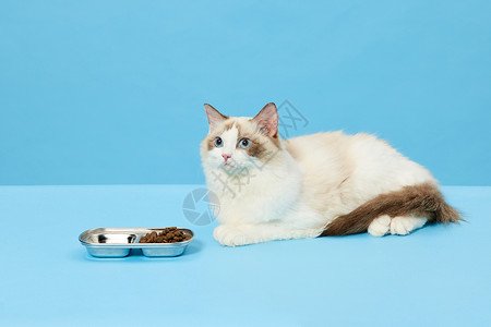 吃糖葫芦猫宠物布偶猫吃猫粮背景