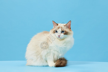 蓝色布偶猫宠物猫咪布偶猫背景