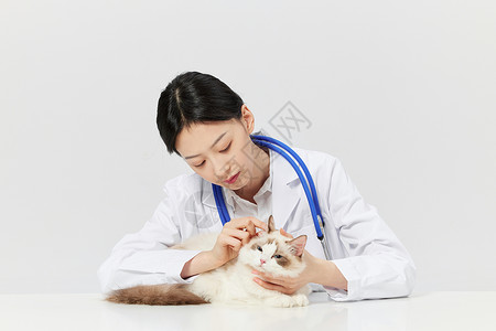 宠物医生给宠物猫咪体检检查耳螨高清图片