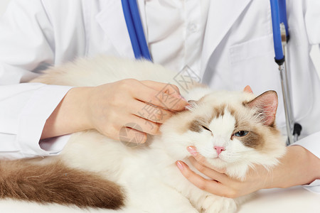 猫耳特效素材宠物猫咪体检检查耳螨背景