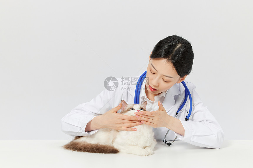 宠物医生给宠物猫咪体检图片