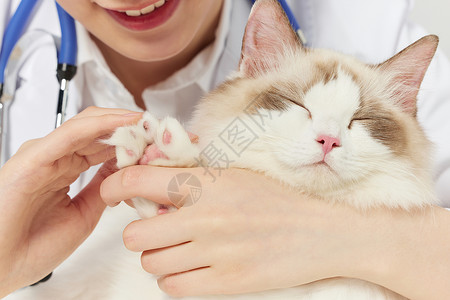 宠物医疗素材宠物猫检查指甲背景