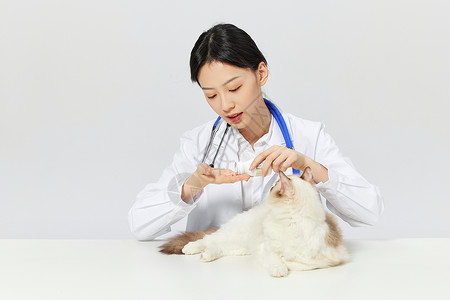 宠物医生给宠物猫咪体检喂药图片