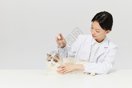 宠物医生给宠物猫咪体检喷药高清图片