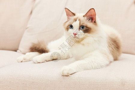 趴在沙发上的萌宠猫咪布偶猫背景图片
