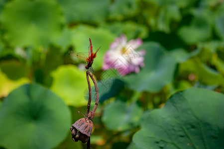 蜻蜓与荷花图片