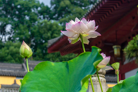 新德里莲花寺夏季寺庙里的荷花背景