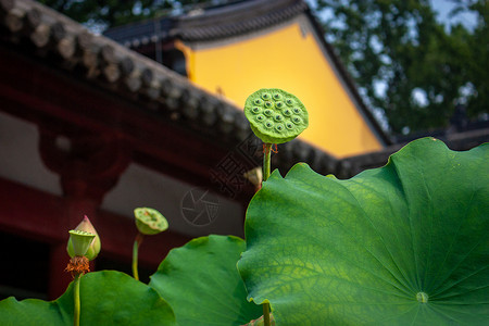 新德里莲花寺夏季寺庙里的荷花背景