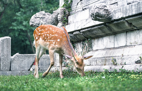 动物雕刻明孝陵传统建筑与梅花鹿背景