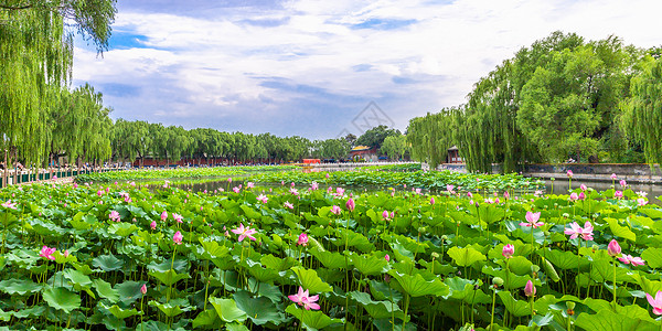 大气清新北海公园莲花池荷花背景图片