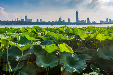 国家4A级景区江苏南京玄武湖天际线高清图片素材