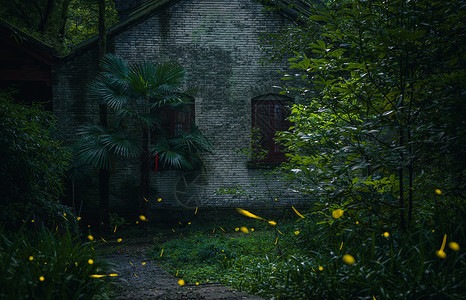 大暑萤火虫夏天夜晚的的萤火虫背景