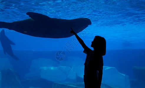 海豚海狮青年女性水族馆剪影背景