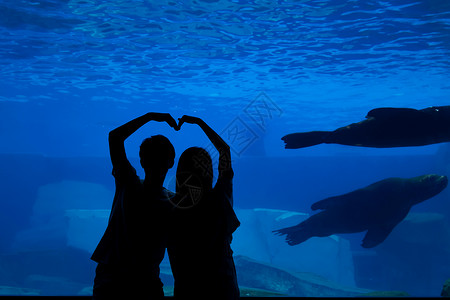 鲸鱼与情侣插画情侣观光海洋馆剪影背景